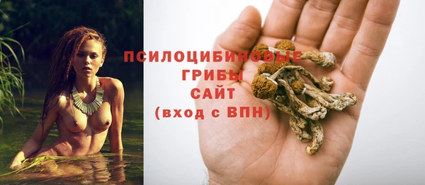 прущие грибы Новокубанск